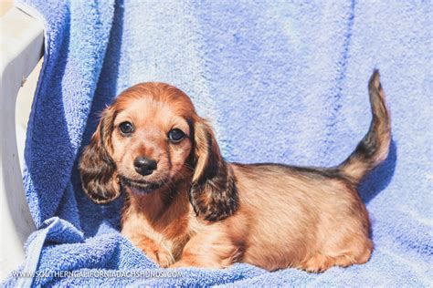 dachshund breeder california|dachshund puppies in southern california.